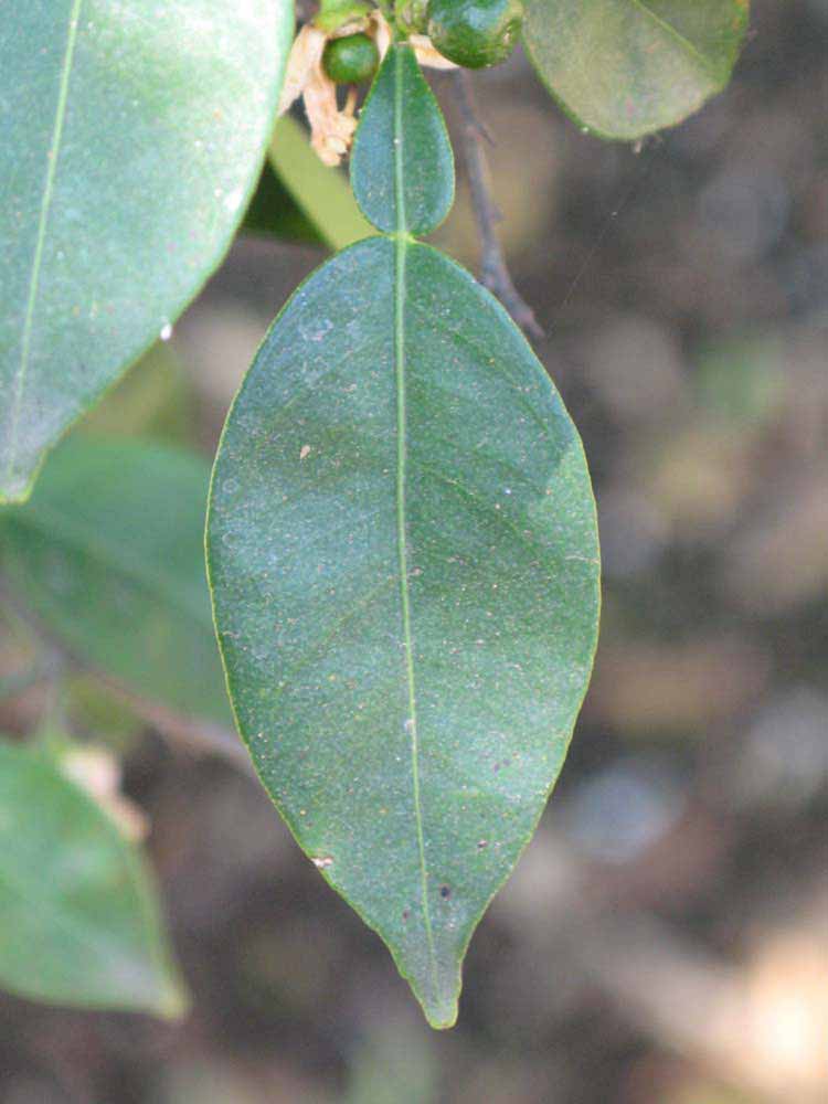              Unifoliolate leaf (Riverside, CA)       